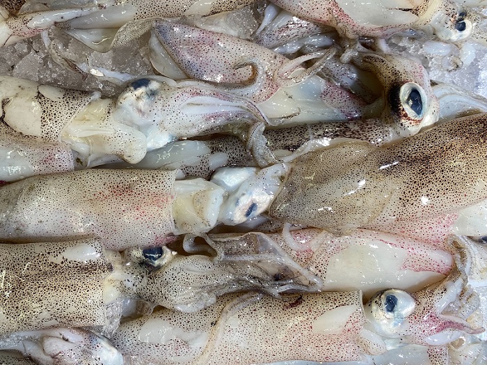 is raw squid safe to eat